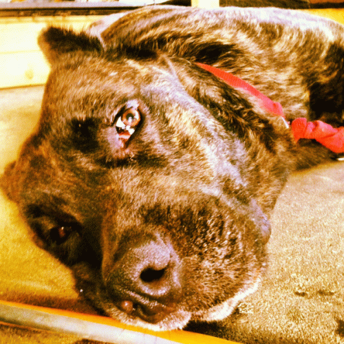 All Them Witches : Extra Pleasant